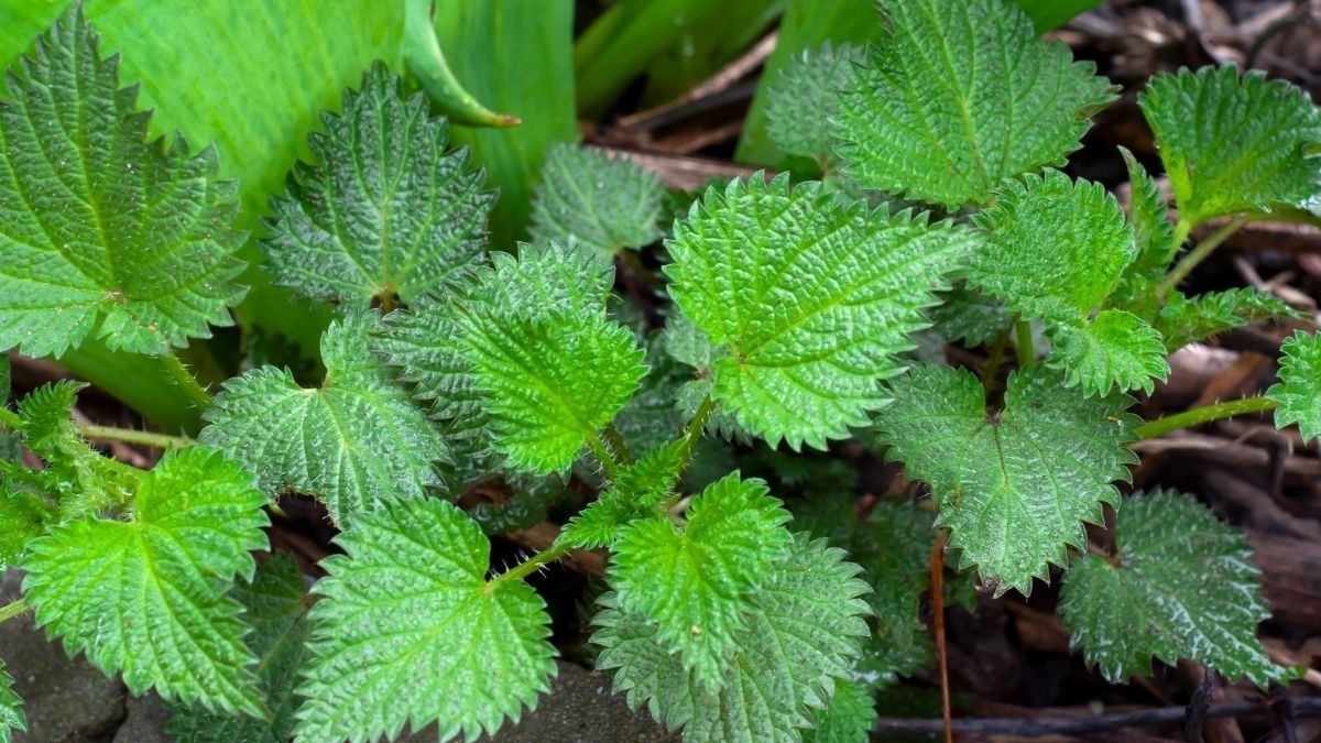 Gambar Daun Jelatang