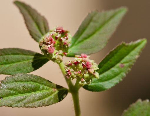 Manfaat Daun Patikan Kebo untuk Kesehatan