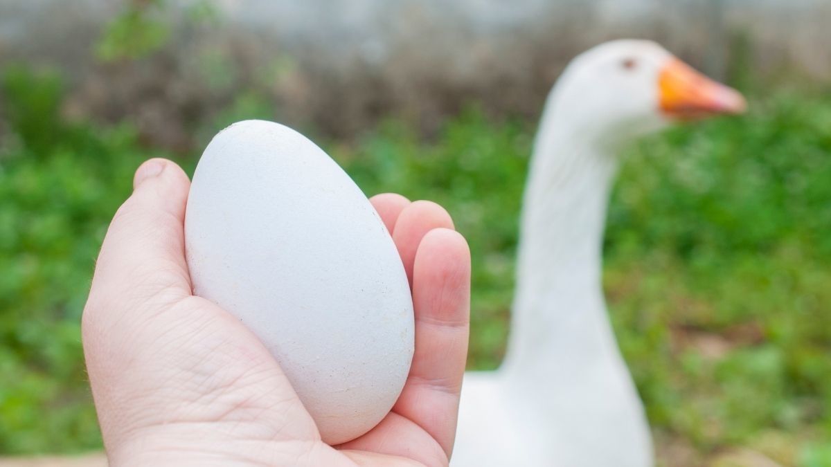 Manfaat Telur Angsa yang Jarang Diketahui