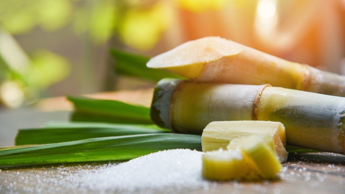 Cara Membuat Gula Semut dari Tebu alami di Rumah