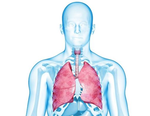 Kenali Organ Pernapasan Manusia, Fungsi dan Cara Kerjanya