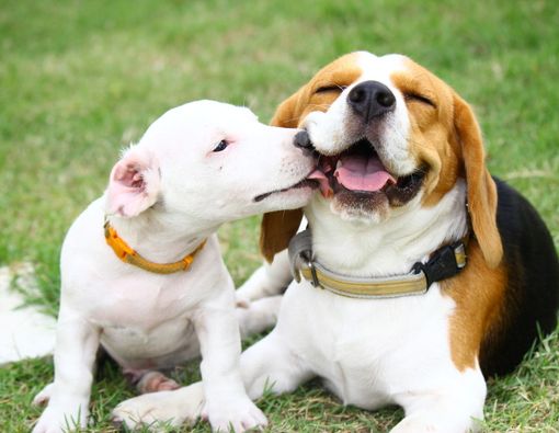 Gejala Rabies yang Perlu Anda Tahu