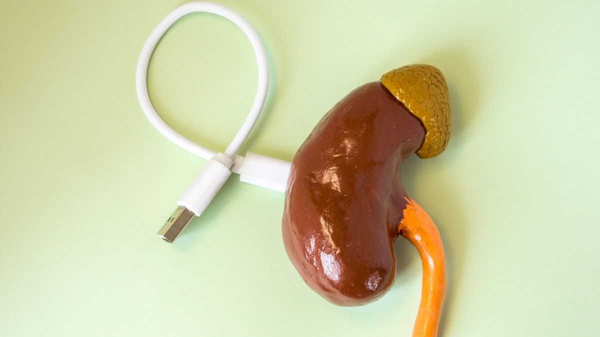 Ginjal Bionik, Ginjal Buatan Pengganti Cuci Darah