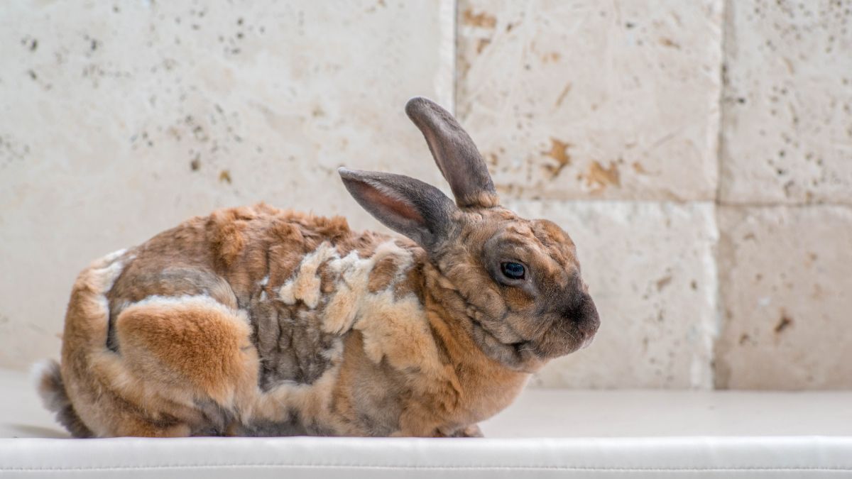 Scabies Pada Kelinci: Penyebab, Gejala, Cara Mengatasinya