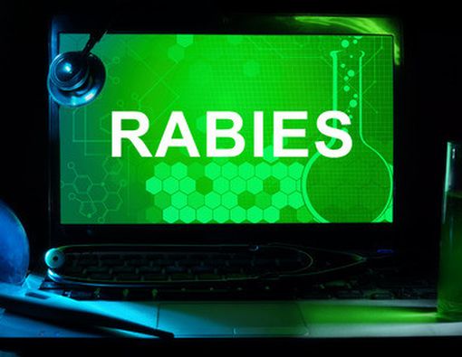 Kenali Gejala Rabies pada Manusia