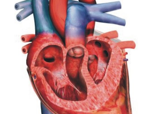 25 (Dua Puluh Lima) Tips Agar Jantung Tetap Sehat