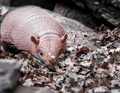 Benarkah Binatang Armadillo Picu Kusta pada Manusia?