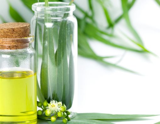 Kandungan Minyak Kayu Putih Berpotensi Jadi Obat Virus Corona