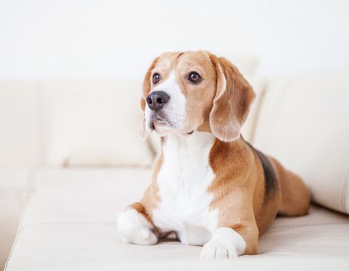 Benarkah Anjing Bisa Mendeteksi Parasit Malaria?