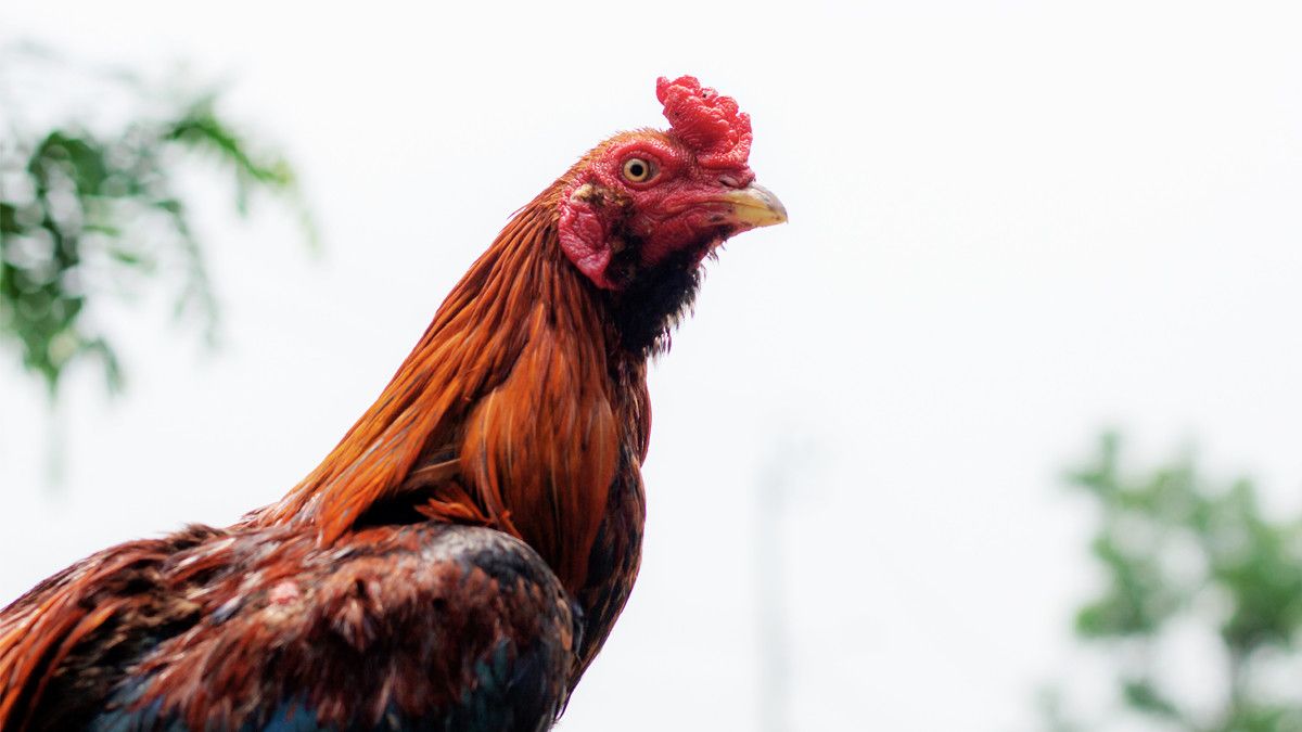 Mengenal Alektorophobia, Rasa Takut Berlebih pada Ayam
