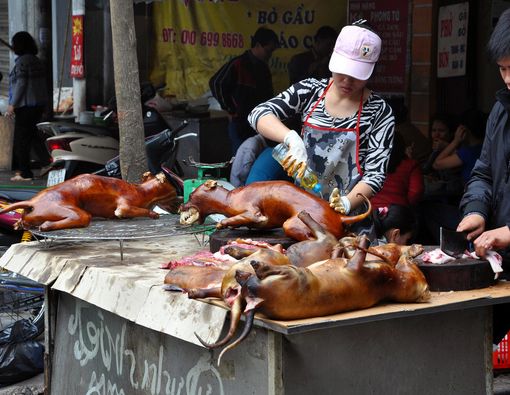 Dampak Buruk Mengonsumsi Daging Anjing