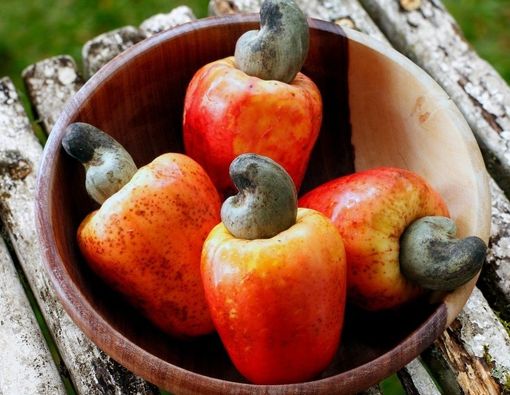 Manfaat Sehat Makan Jambu Monyet