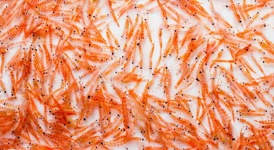 Apakah Minyak Krill Bisa Gantikan Omega-3?