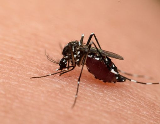 Mitos Keliru seputar Gigitan Nyamuk