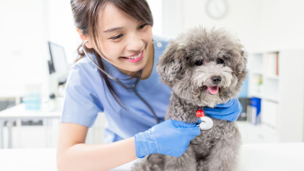 Cara Mengatasi Anjing Tidak Mau Makan