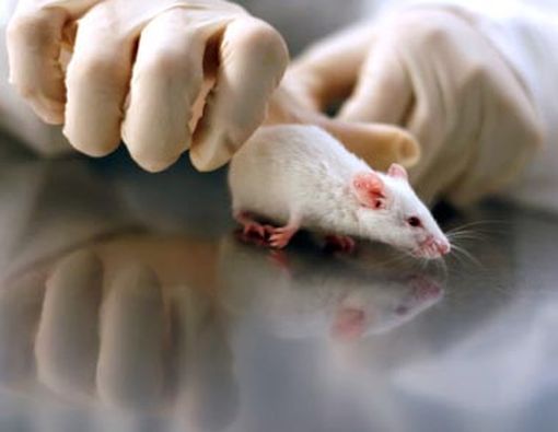 Vaksin Diabetes Karya Mahasiswa Malang