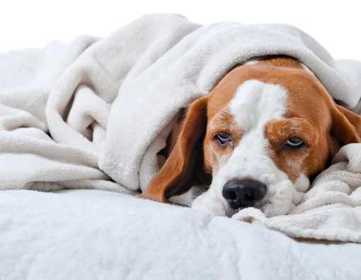 Ciri-Ciri Anjing Peliharaan Sakit yang Perlu Kamu Tahu