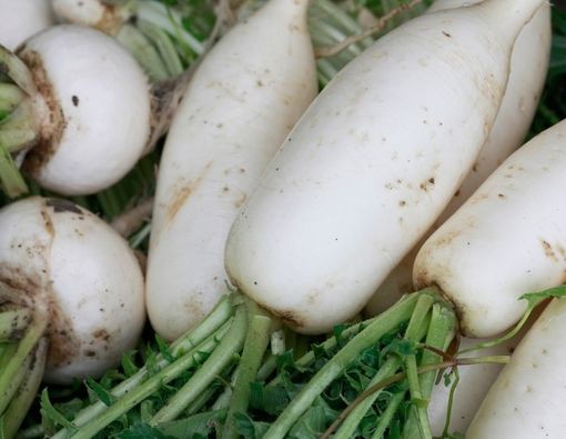 Deretan Manfaat Lobak untuk Kesehatan Ibu Hamil