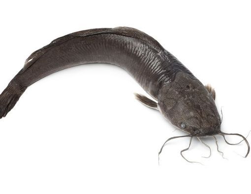 Lele Mengandung 3.000 Sel Kanker,  Hoaks atau Fakta?