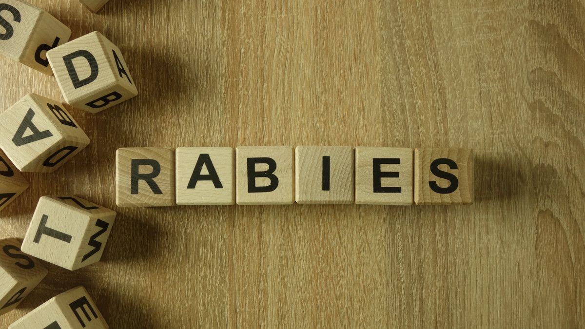 9 Gejala Rabies yang Dapat Berujung Kematian