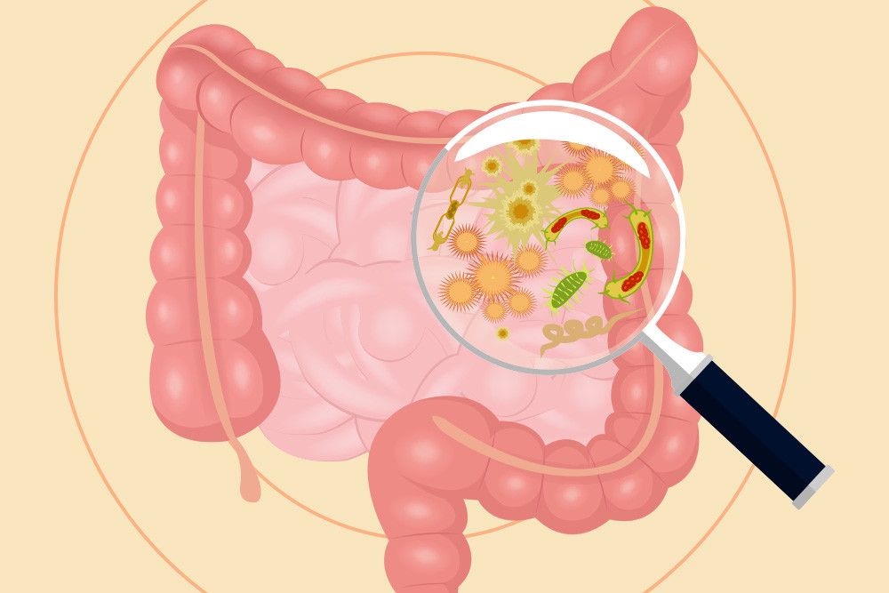 Bakteri Campylobacter jejuni