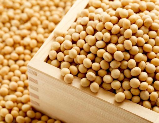 Berjuta Manfaat Kedelai bagi Wanita