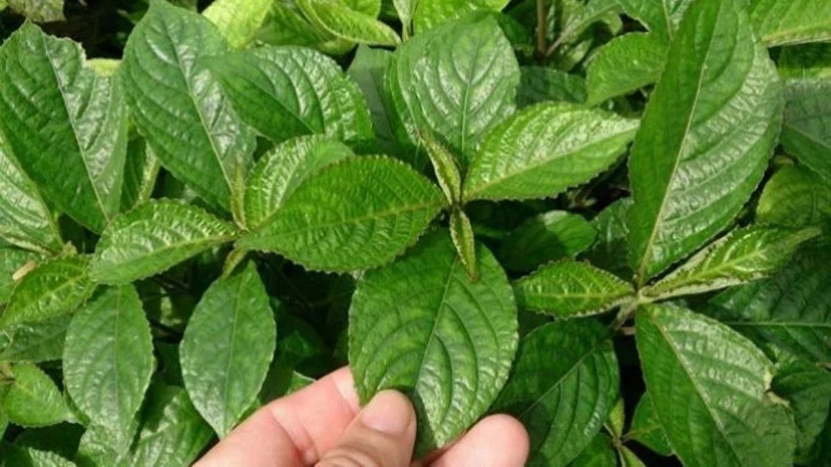 Mengungkap Manfaat Daun Keji Beling