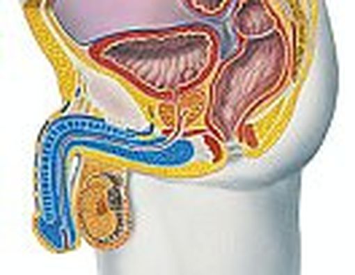 Disfungsi Ereksi Pada Pria