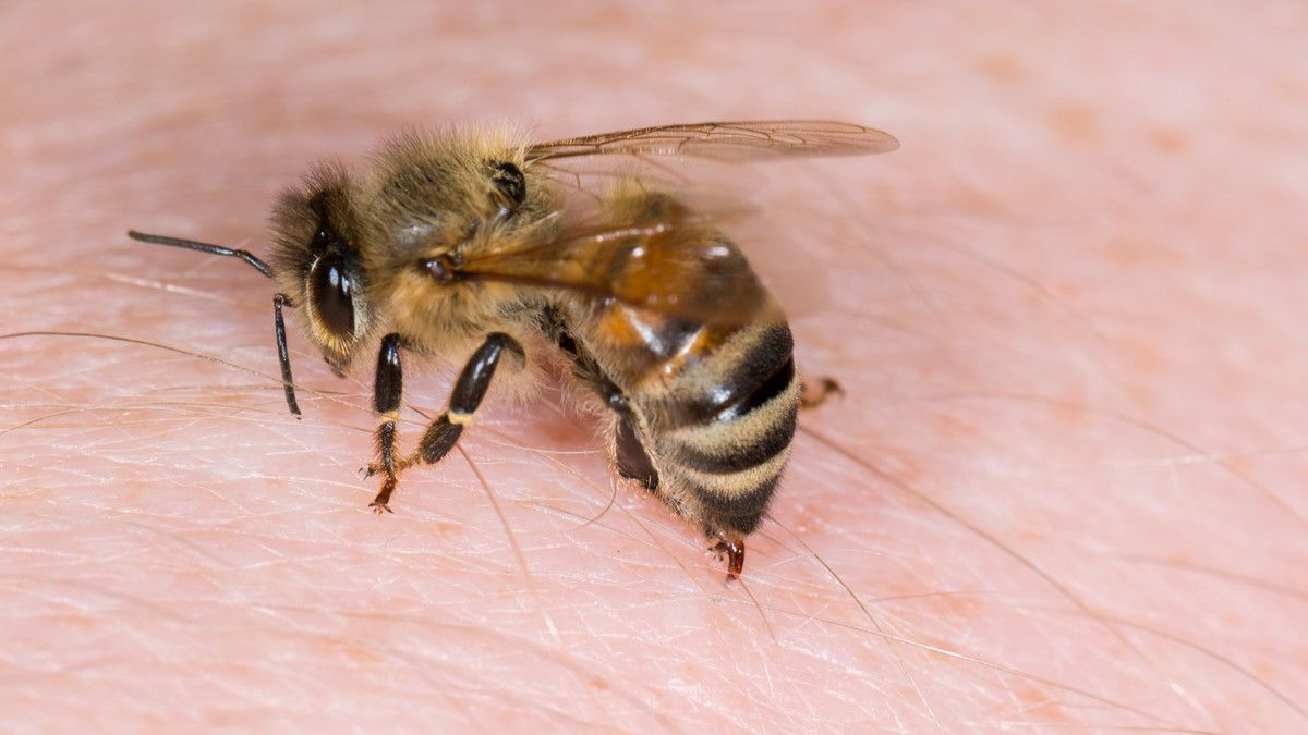 Jangan Sembarangan Terapi Sengatan Lebah, Ada Bahayanya