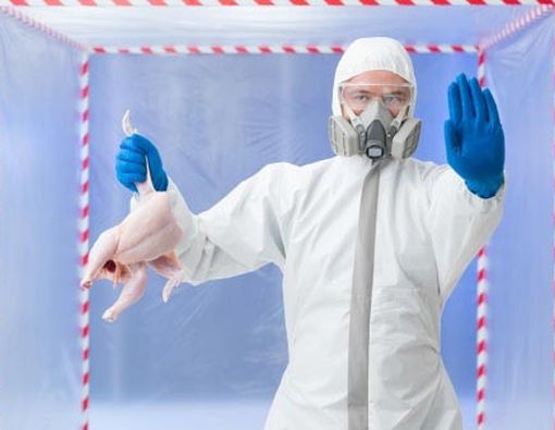 Fenomena Flu Burung dan Flu Babi:  Mengapa Terdapat Perpindahan Kuman Hewan Menjadi Kuman Manusia?