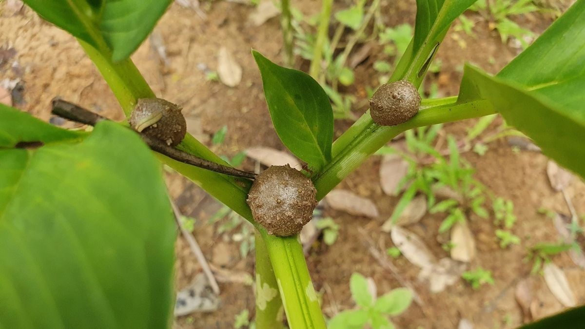 Manfaat Tanaman Porang, Makanan Sehat Masa Depan