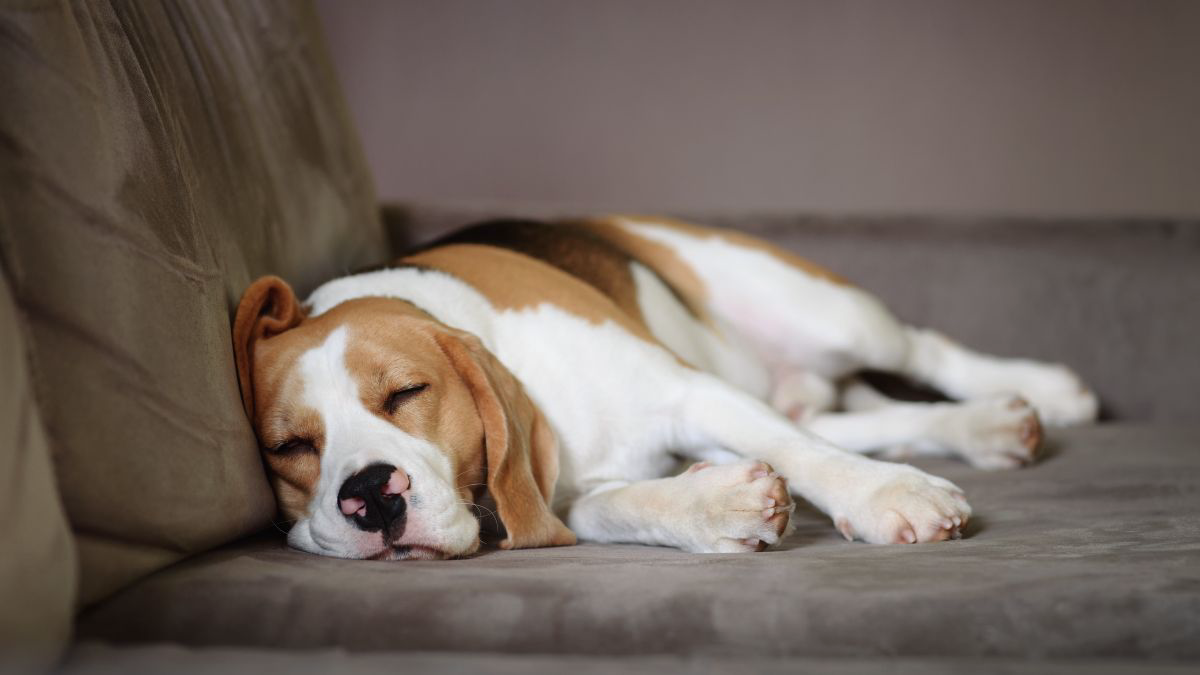 Cara Mengatasi Anjing Diare