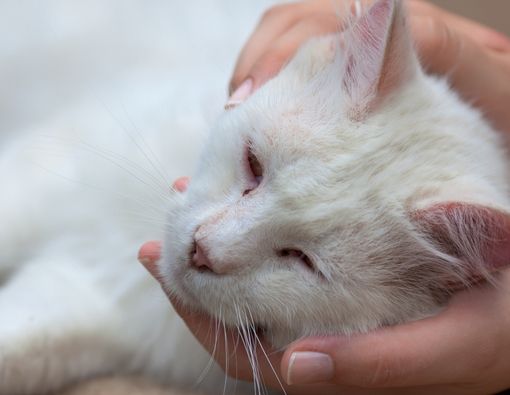 Mengapa Parasetamol Tidak Cocok dan Mematikan untuk Kucing
