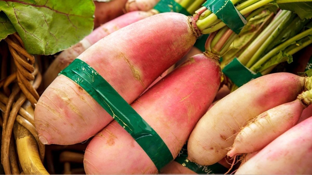 Benarkah Makan Lobak Bisa Memperbesar Payudara?