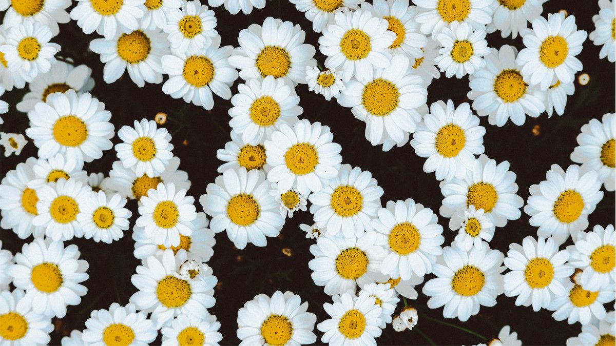 Mengungkap Manfaat Chamomile untuk Kulit Sensitif