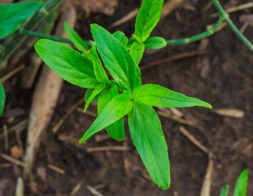 8 Manfaat Daun Belalai Gajah untuk Kesehatan