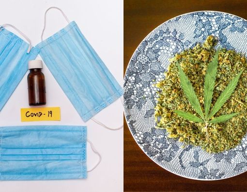 Heboh Ganja Jadi Obat COVID-19, Ini Penjelasannya