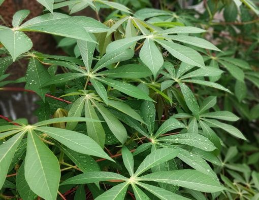 Berbagai Manfaat Daun Singkong untuk Kesehatan Kamu