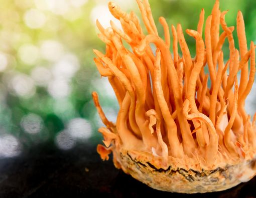 Kalbe Kembangkan Penguat Imun Tubuh Jamur Cordyceps militaris