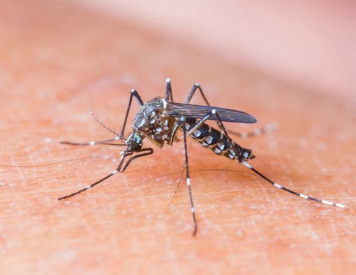 Abate, Solusi Efektif Atasi Jentik Nyamuk Demam Berdarah