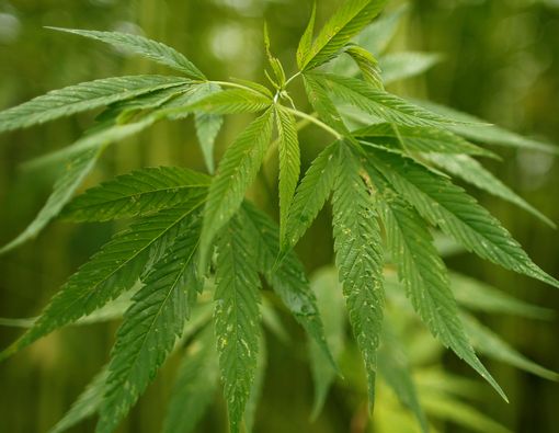 5 Fakta Mencengangkan Tentang Ganja