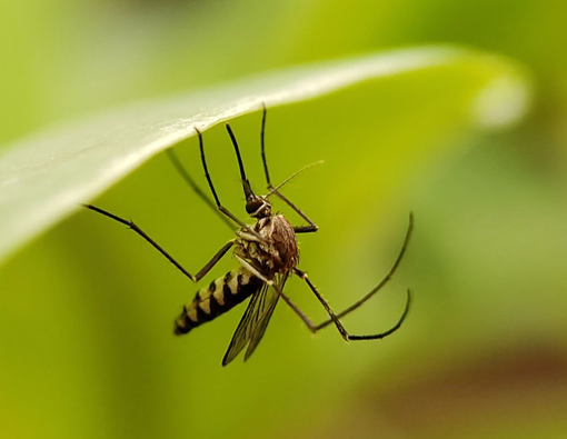 Chikungunya (Flu Tulang)
