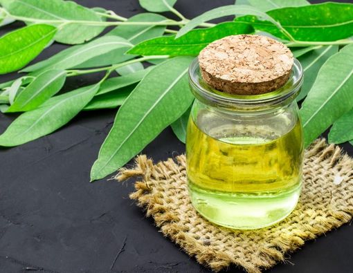 Waspada! Efek Minyak Kayu Putih Jika Tertelan