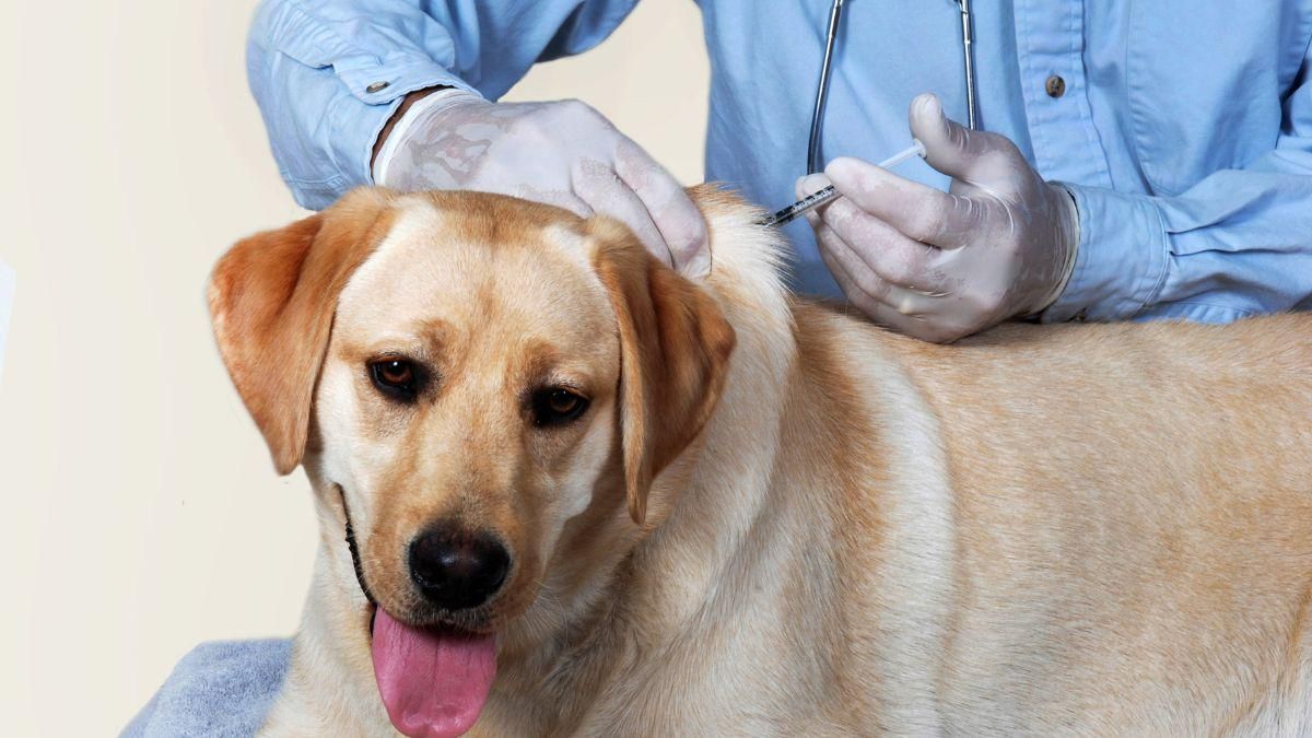 Catat, Ini Jenis Vaksin Anjing, Manfaat, dan Jadwalnya 