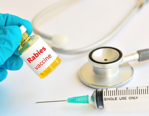 Bumil Digigit Hewan Liar, Bolehkah Suntik Vaksin Rabies?