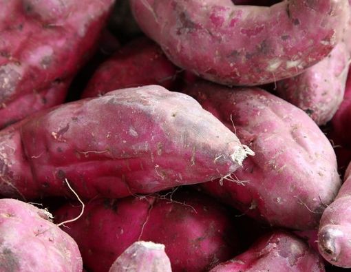 Khasiat Ubi untuk Mencegah Kanker, Apakah Terbukti Secara Medis?