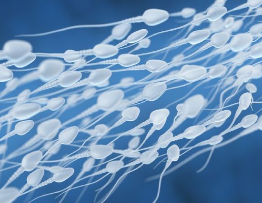 Fakta Ovulasi pada Wanita yang Mungkin Belum Anda Ketahui