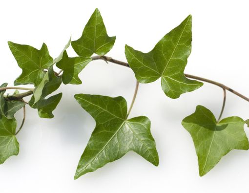 Tak Cuma Jadi Hiasan, Inilah Manfaat Daun Ivy bagi Kesehatan