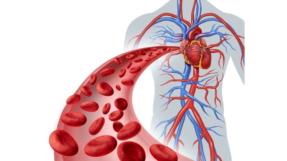 Mengenal Sistem Peredaran Darah Manusia Beserta Fungsinya