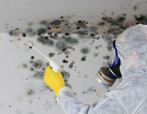 Bahaya Tembok Berjamur yang Mesti Anda Waspadai